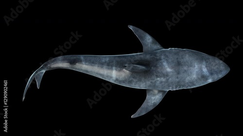 Close-up of a great white shark swimming underwater from a high angle (top view), seamless loop animation. Megalodon-inspired, the most fearsome predator in the ocean. 3D animation in 4K resolution.
