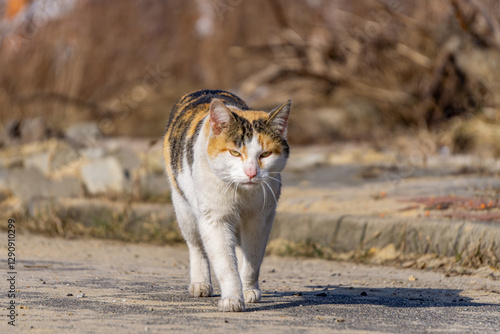 Photography wild tricolor cat walking down the street on a sunny day.