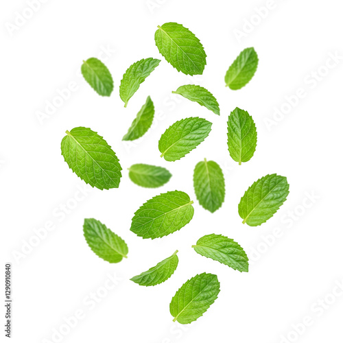 Green mint leaves falling from above isolated on transparent background 