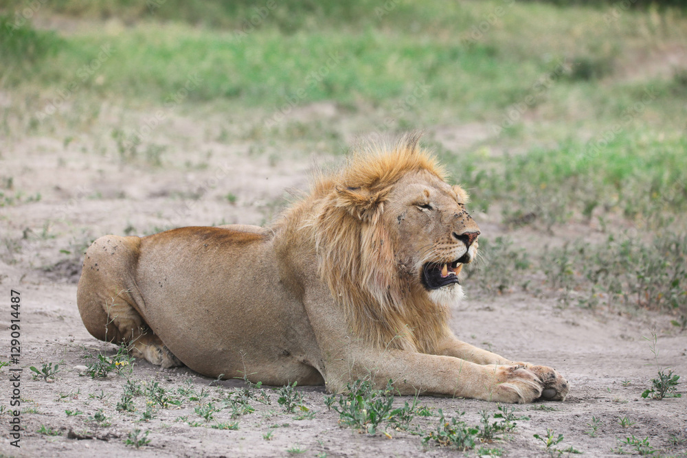 Obraz premium an alpha male lion rests in the shade, on the Serengeti savannah, Tanzania