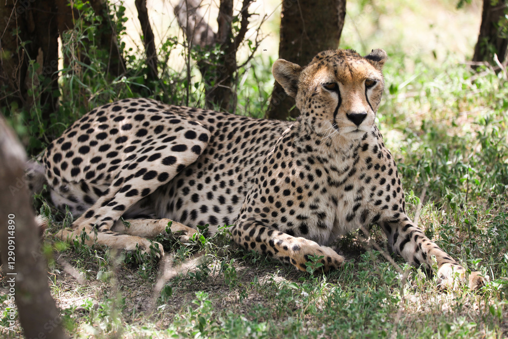 a cheetah rests in the shade on a hot afternoon, on Serengeti savannah, tanzania a cheetah rests in the shade on a hot afternoon, on Serengeti savannah, tanzania
