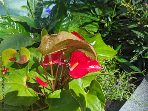 Wallpaper Mural Red anthurium flowers in the garden are commonly grown as ornamental plants and cut flowers. Torontodigital.ca