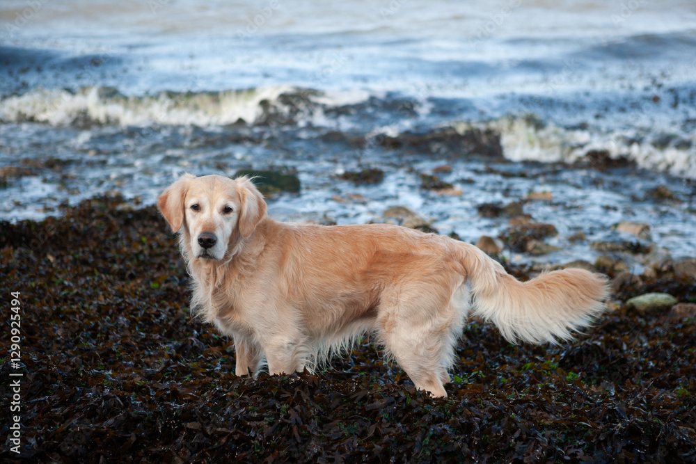 dog golden retriever dog golden retriever