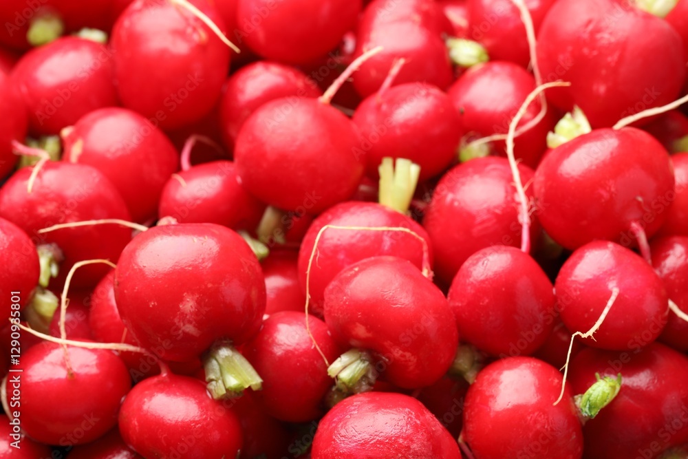 Many fresh radishes as background, closeup view Many fresh radishes as background, closeup view