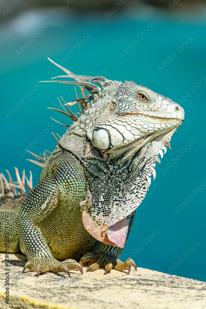 Close up portait of a Green Iguana on a wall in Sint Maarten island (Saint Martin), West Indies. Caribbean wildlife