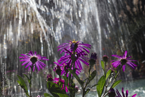 Behind the purple daisies, a fountain's water stream rises coolly.보라색의 데이지꽃 뒤로 분수의 물줄기가 시원하게 올라옵니다. photo