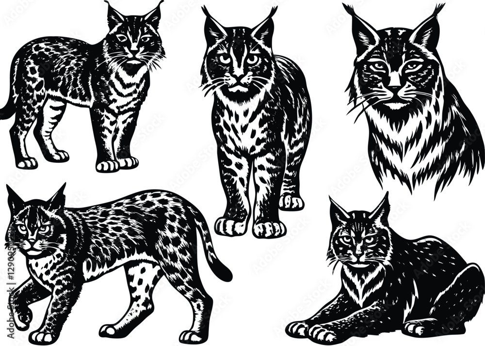 Fototapeta premium Eurasian lynx Silhouette set black Vector design, Eurasian lynx Illustration Vector animal set Design for Printing and Craft Projects.