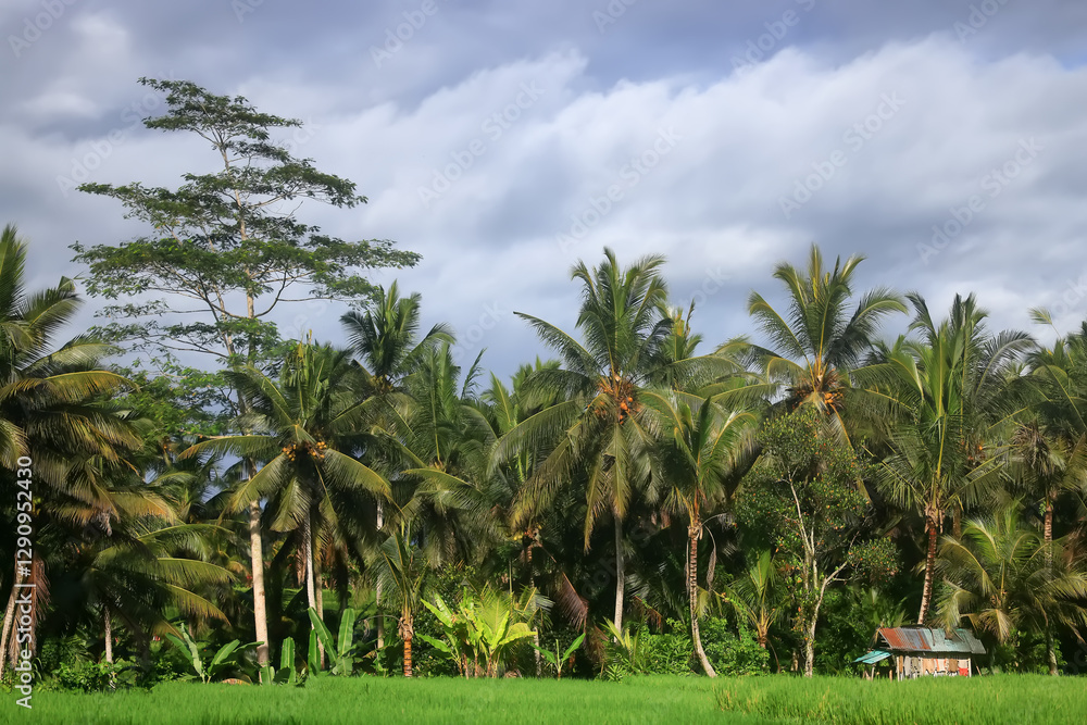 custom made wallpaper toronto digitalrice terraces Asian agriculture Bali indonesia landscape, nature view