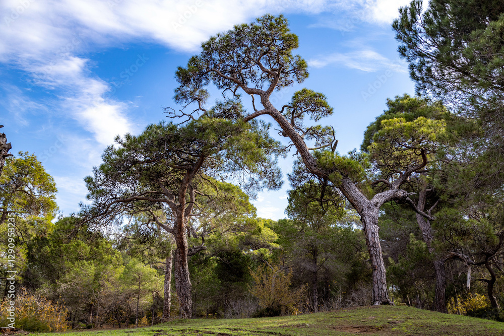 Crooked  pine tree on the edge of Sorgun Forest on a sunny day. Manavgat, Antalya, Turkey