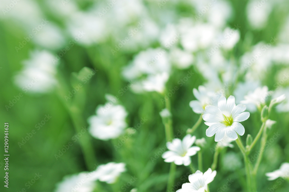 White wildflowers White wildflowers