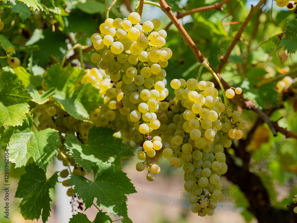 Fototapeta premium Bunch of yellow grapes in the vineyard at sunset, sunrays, natural vineyards.