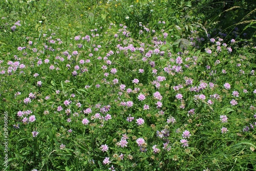 purple flowers in the field