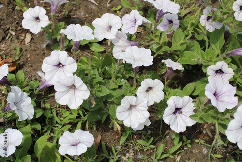 white flowers in the garden