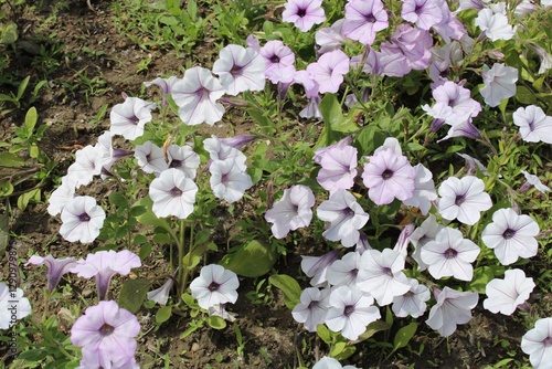 spring flowers in the garden