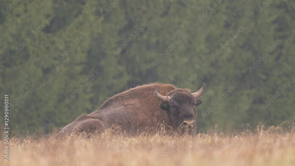 Europhean Bison, Bison bonasus, big brown animal in the nature habitat, Bialowieza NP, Poland. Wildlife scene from nature. Big brown European bison. Poland snow winter wildlife. Europhean Bison, Bison bonasus, big brown animal in the nature habitat, Bialowieza NP, Poland. Wildlife scene from nature. Big brown European bison. Poland snow winter wildlife.