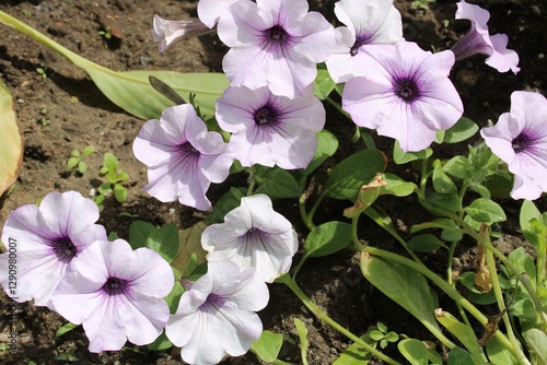 purple flowers in the garden