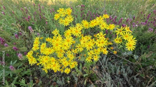 Yellow wildflowers sway in the wind.