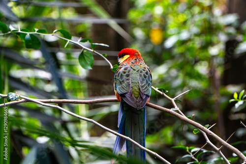 Close up of a colorful Western Rosella (moyadong) perching on a branch. A species of parrot endemic to southwestern Australia. photo