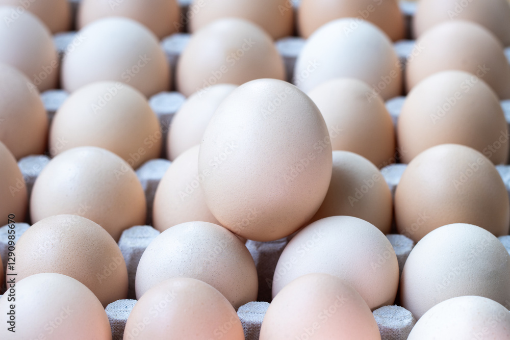 A single egg against eggs in a paper container, representing the concept of egg prices and rising food costs. A single egg against eggs in a paper container, representing the concept of egg prices and rising food costs.