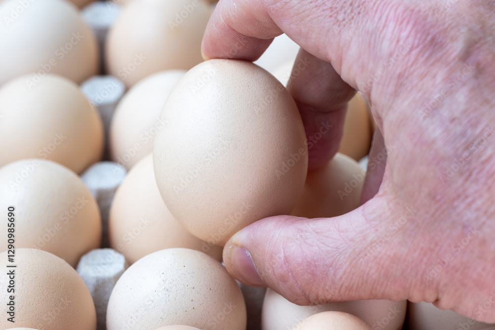Hand holding a single egg against eggs in a paper container, representing the concept of egg prices and rising food costs. Hand holding a single egg against eggs in a paper container, representing the concept of egg prices and rising food costs.