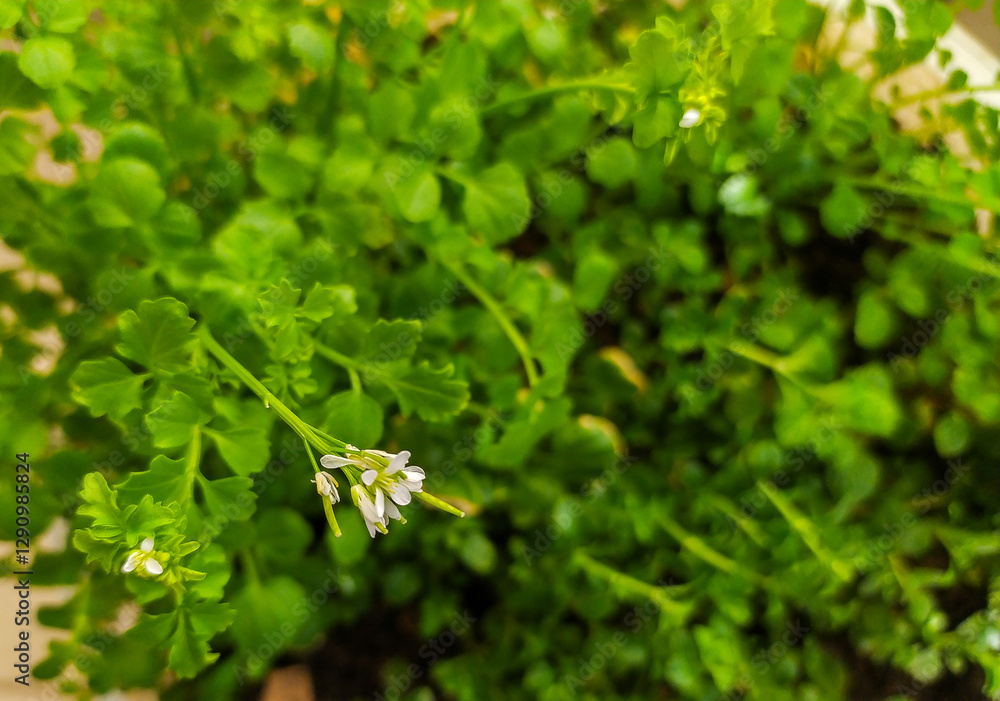 Closeup of vibrant green foliage with delicate white flowers. Perfect for illustrating themes of nature, growth, freshness, or healthy eating. Ideal for blogs, websites, or culinary publications. Closeup of vibrant green foliage with delicate white flowers. Perfect for illustrating themes of nature, growth, freshness, or healthy eating. Ideal for blogs, websites, or culinary publications.
