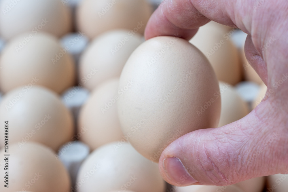 Hand holding a single egg against eggs in a paper container, representing the concept of egg prices and rising food costs. Hand holding a single egg against eggs in a paper container, representing the concept of egg prices and rising food costs.