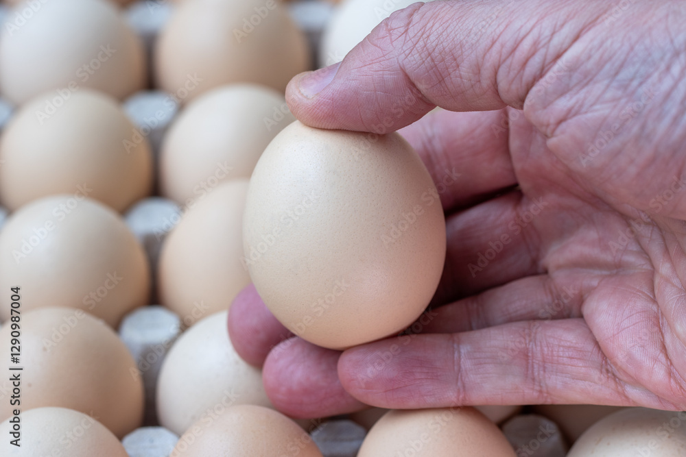 Hand holding a single egg against eggs in a paper container, representing the concept of egg prices and rising food costs. Hand holding a single egg against eggs in a paper container, representing the concept of egg prices and rising food costs.