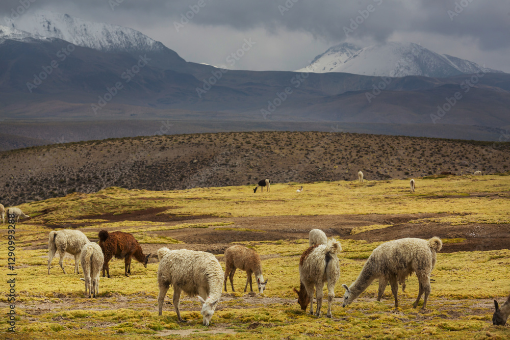 Fototapeta premium Llama