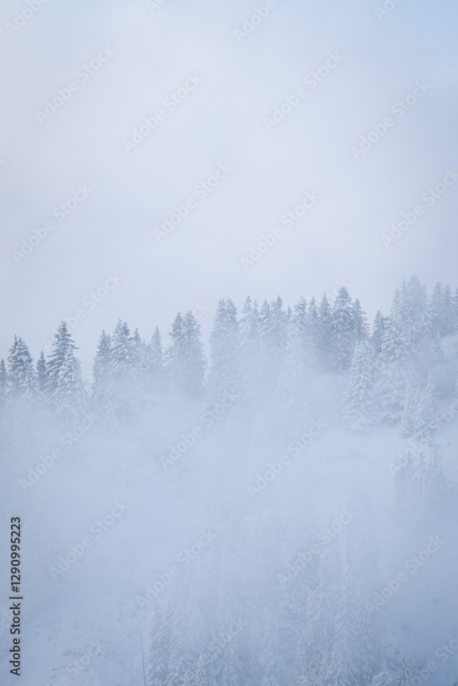 View of frozen trees and mist in a serene forest, Val-d'Illiez, Switzerland. View of frozen trees and mist in a serene forest, Val-d'Illiez, Switzerland.