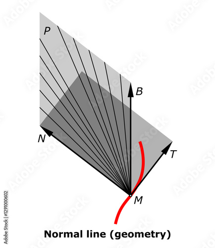 Normal line (geometry). The accompanying triad of vectors to the curve at point M. Vector illustration