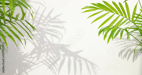 Green palm tree leaves branches with soft sunlight shadows on abstract textured concrete wall background