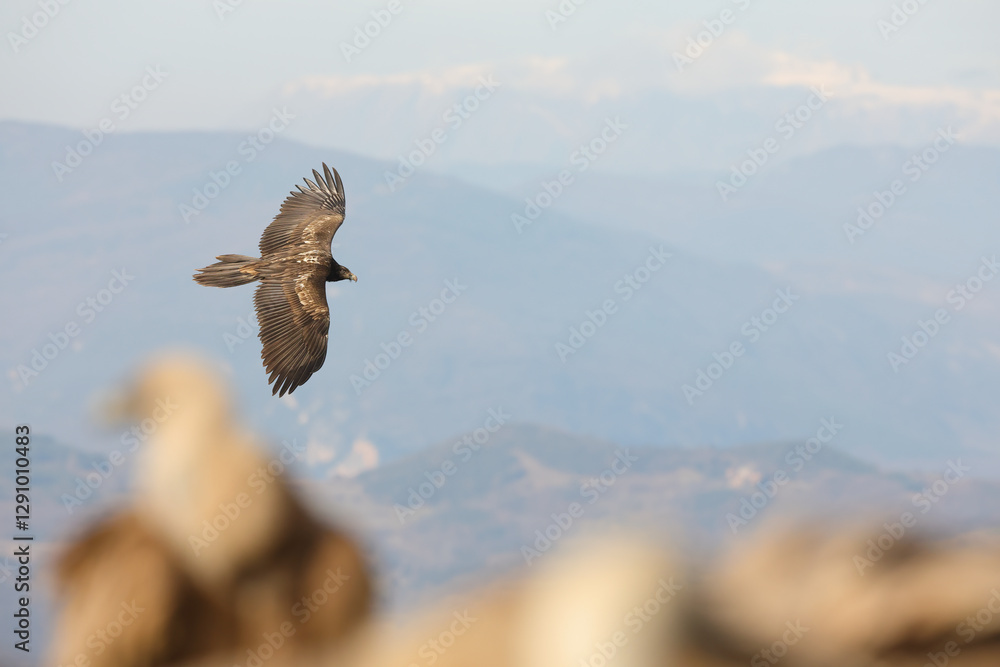 Bearded Vulture Soaring over the Pyrenees Mountains Bearded Vulture Soaring over the Pyrenees Mountains