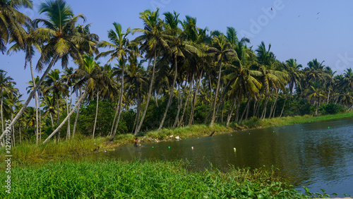 poover island view with coconut palm trees under a bright blue sky, photo