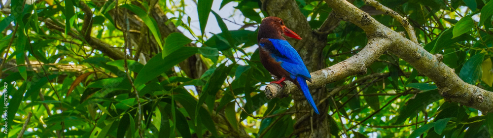 kingfisher bird perched on a tree branch in a dense tropical forest kingfisher bird perched on a tree branch in a dense tropical forest