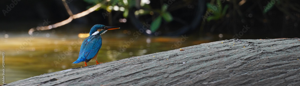 Fototapeta premium a kingfisher bird perched on tree's branch