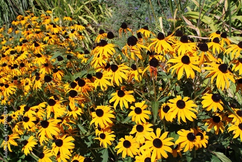 yellow flowers in the garden