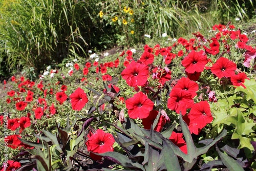 red flowers in a garden