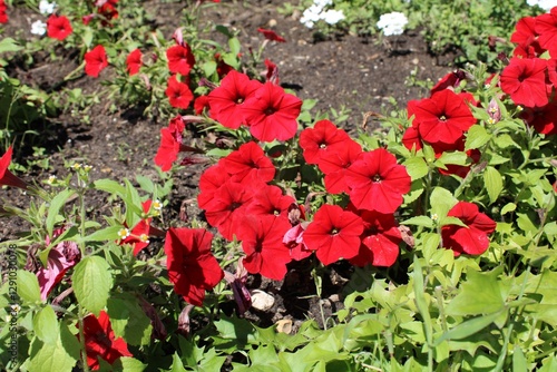 red flowers in the garden