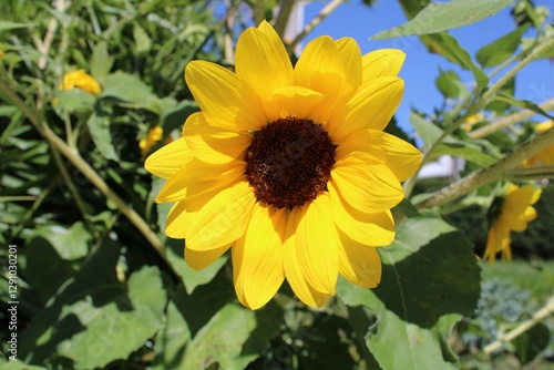 yellow sunflower in the garden