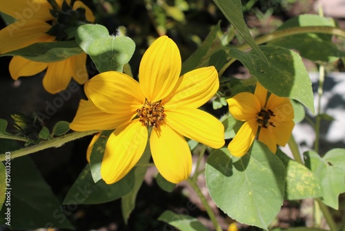 yellow flowers in the garden