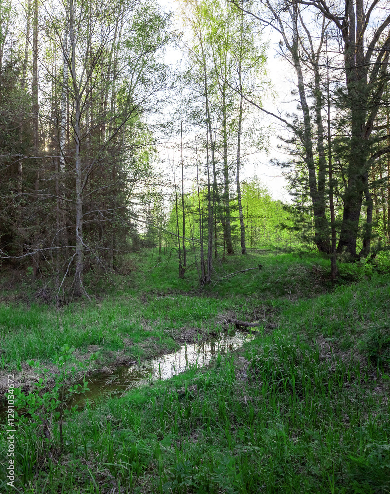 Obraz premium Forest with a stream running through it