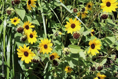 yellow flowers in the garden