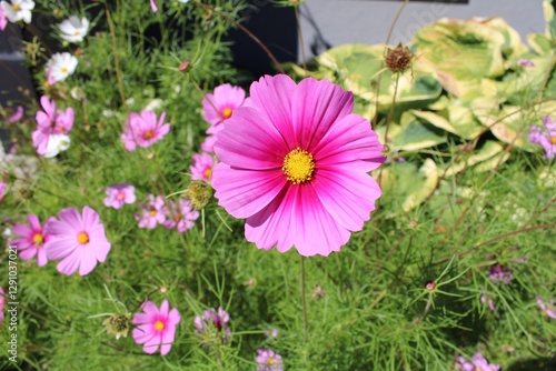 pink flower in the garden
