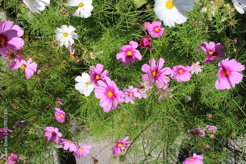 pink and white flowers in grass