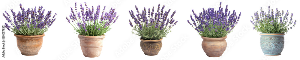 Fototapeta premium Elegant Lavender Plant in a Stylish Clay Pot Transparent Background