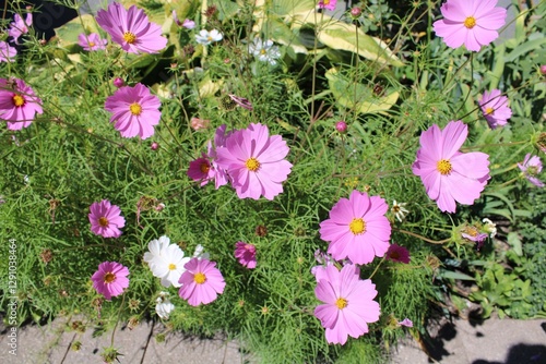 pink flowers in the garden
