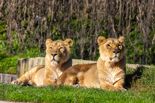 African Lion (Panthera leo), found in sub-Saharan Africa, resting in the savanna with golden fur and mane photo