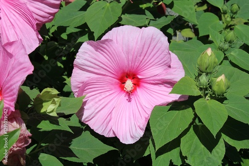 pink hibiscus flower in a garden