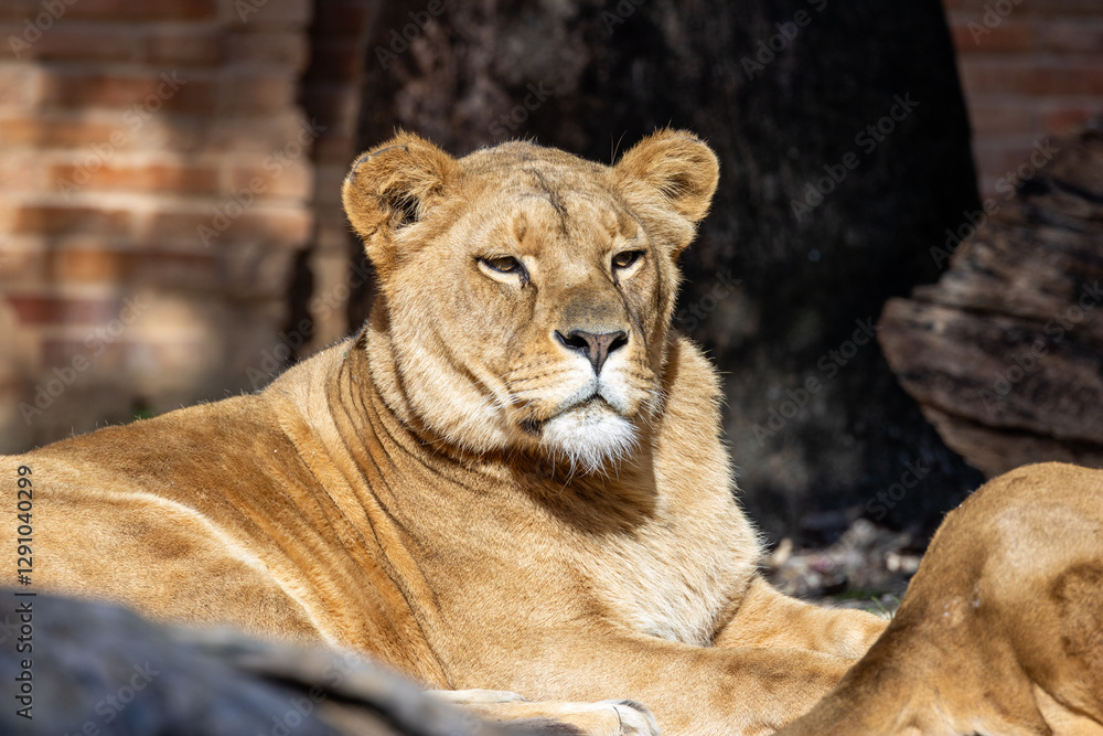 African Lion (Panthera leo), found in sub-Saharan Africa, resting in the savanna with golden fur and mane African Lion (Panthera leo), found in sub-Saharan Africa, resting in the savanna with golden fur and mane