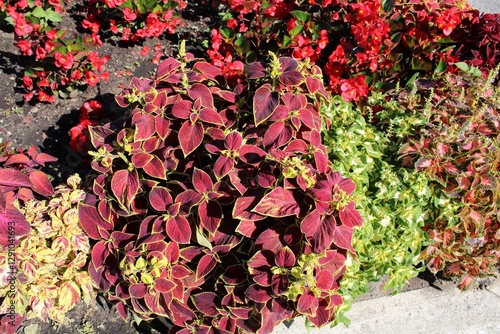 flowers in the garden